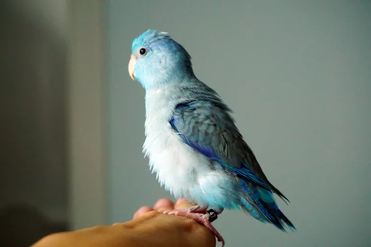 pacific parrotlet