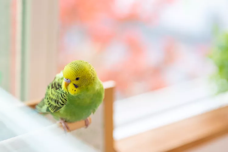 Pet bird enjoying being out of cage inside home