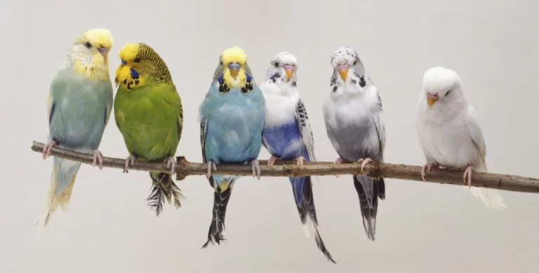 Guide to Pet Bird Species: Characteristics & Behaviors