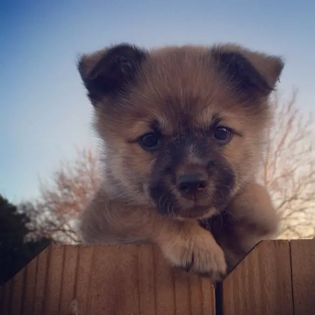 blue heeler Pomeranian mix puppy