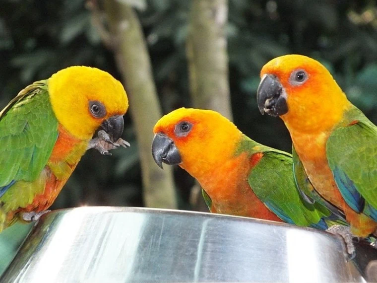 6 Popular Parrot Species to Keep as Pets (With Pictures)