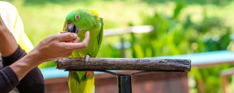 Positive Reinforcement in Bird Training: Principles & Best Practices