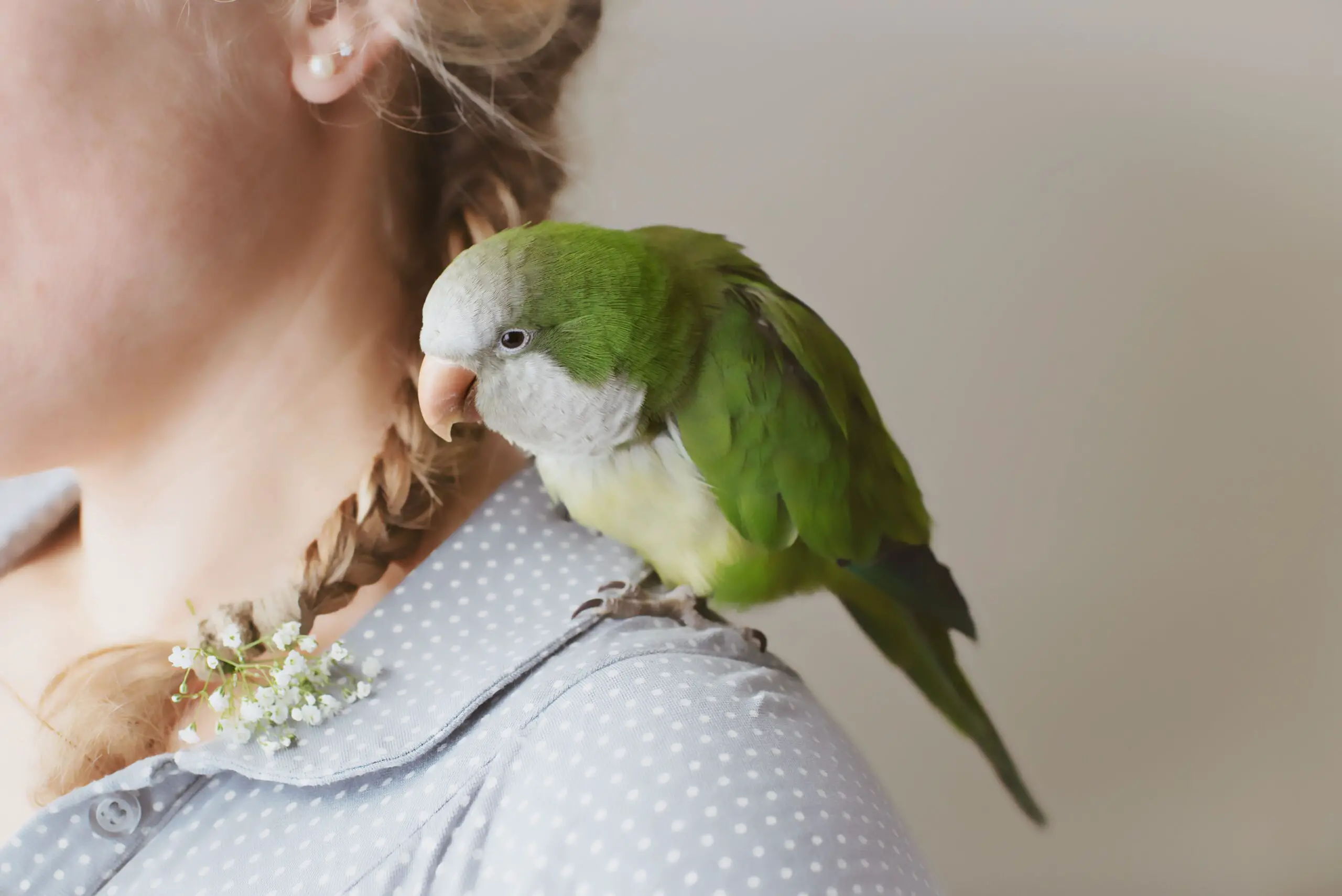 quaker parrot on woman's shoulder