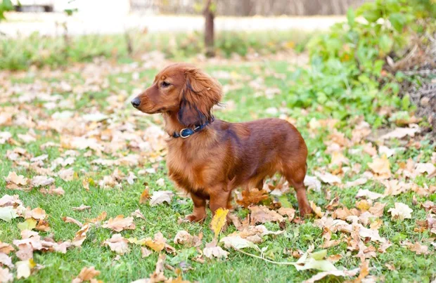 dachshund's Back Legs Longer Than Front