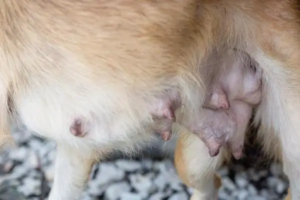 Dog's nipples enlarged and sagging