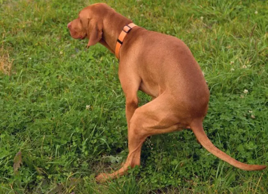 Dog pooping on grass