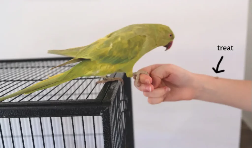 Training Your Pet Bird
