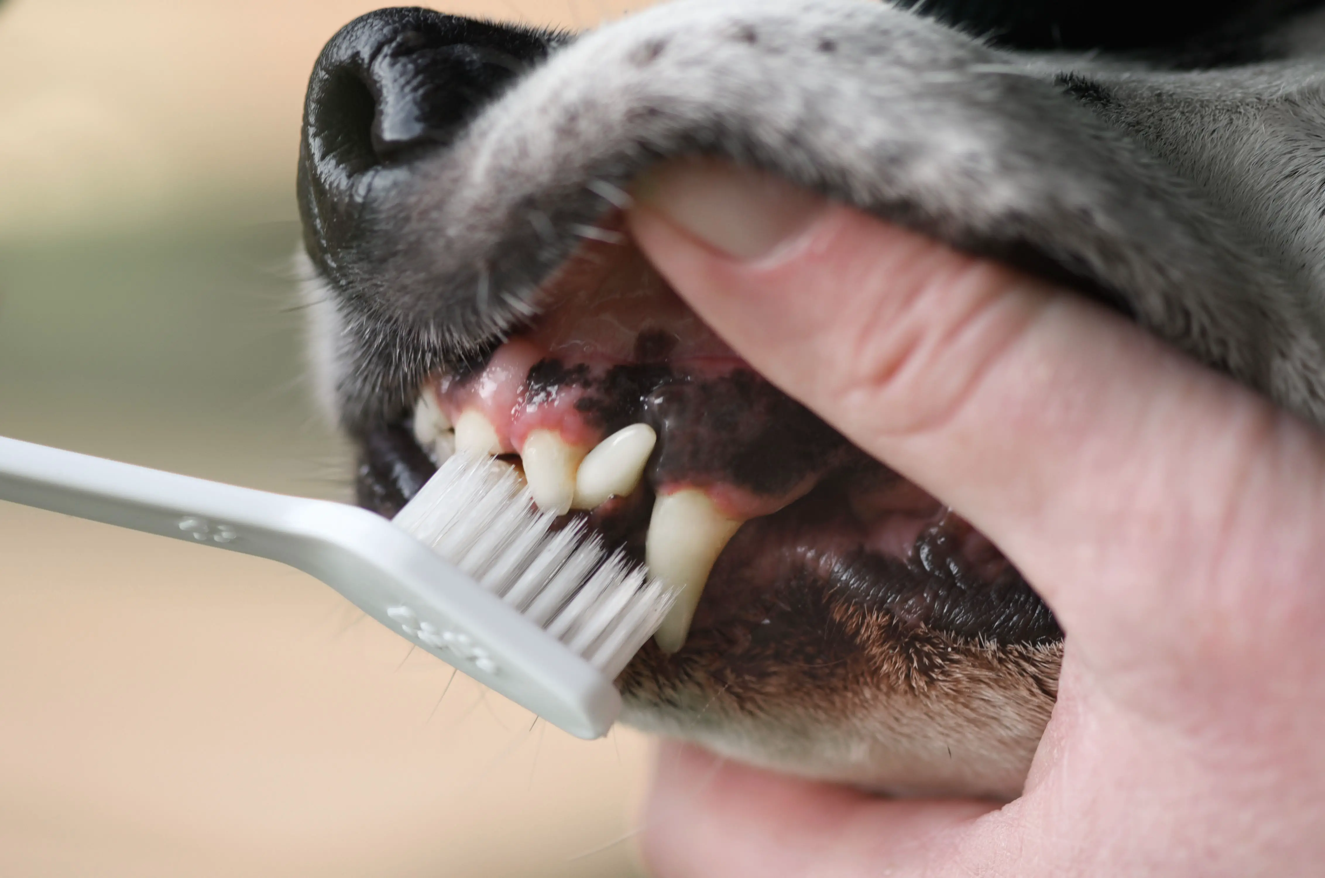How to Get Rid of Black Gums on Dogs