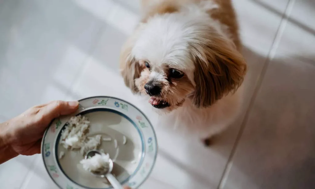 is rice good for dogs with diarrhea