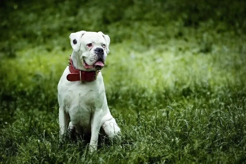 White boxer sitting on grass