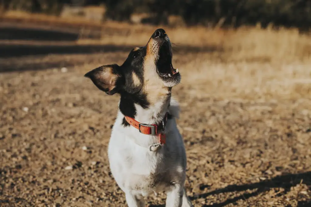 nighttime howling in dogs