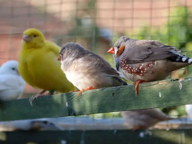All About Finches and Canaries: Traits, Care, and Behavior