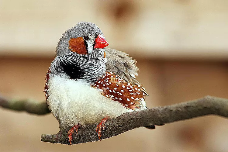 Zebra Finch