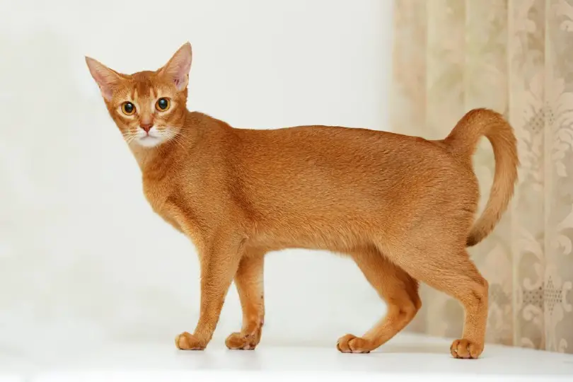 Abyssinian cat