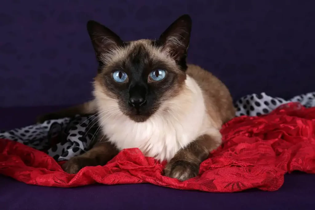 Balinese cat breed lying on a red blanket