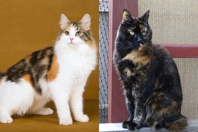 calico cat are all female