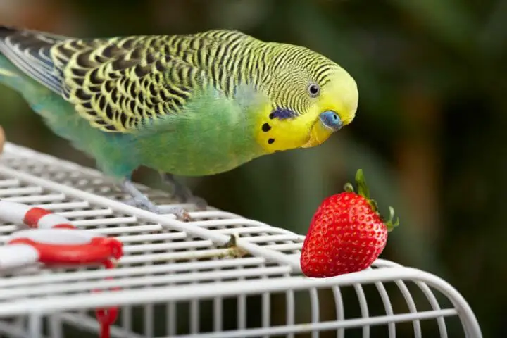 Budgie looking at a strawberry