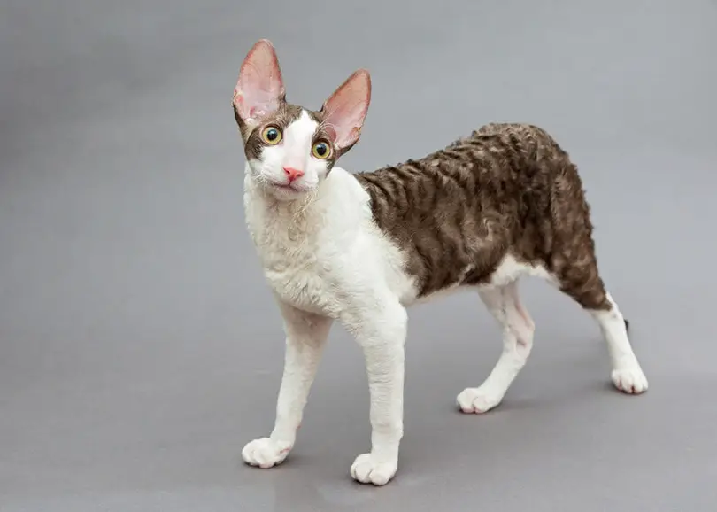 Cornish Rex Cat breed