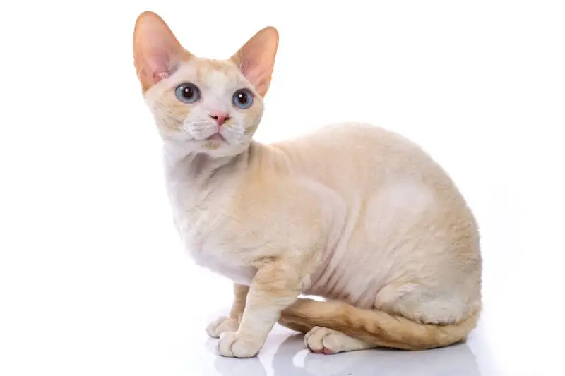 Devon Rex