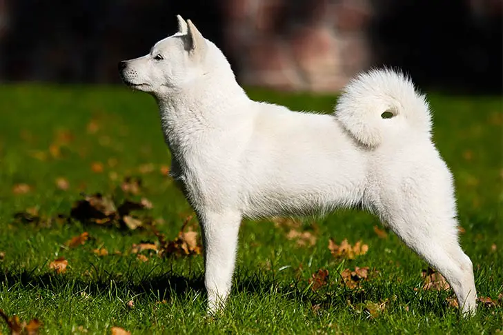 The Endangered and Mystical Hokkaido Inu