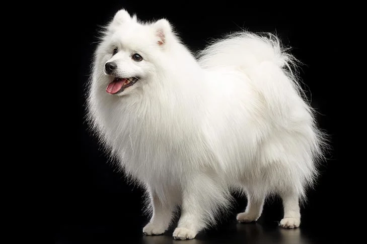 The Friendly and Adaptable Japanese Spitz