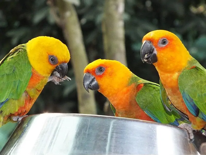 Jenday Conure