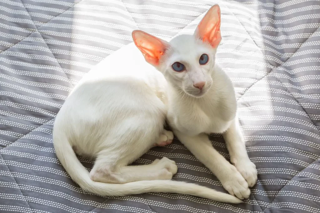 Oriental Shorthair - Breeds of Cats with Big Ears 