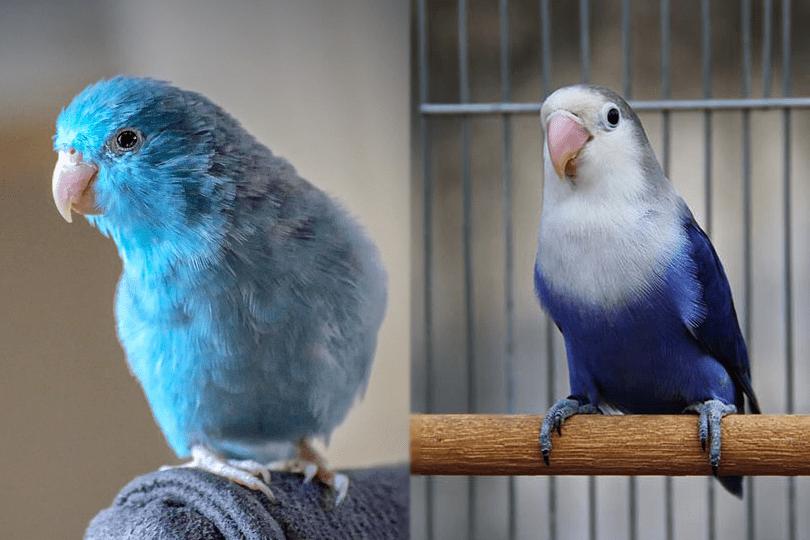 Parrotlet vs. Lovebird - visual difference