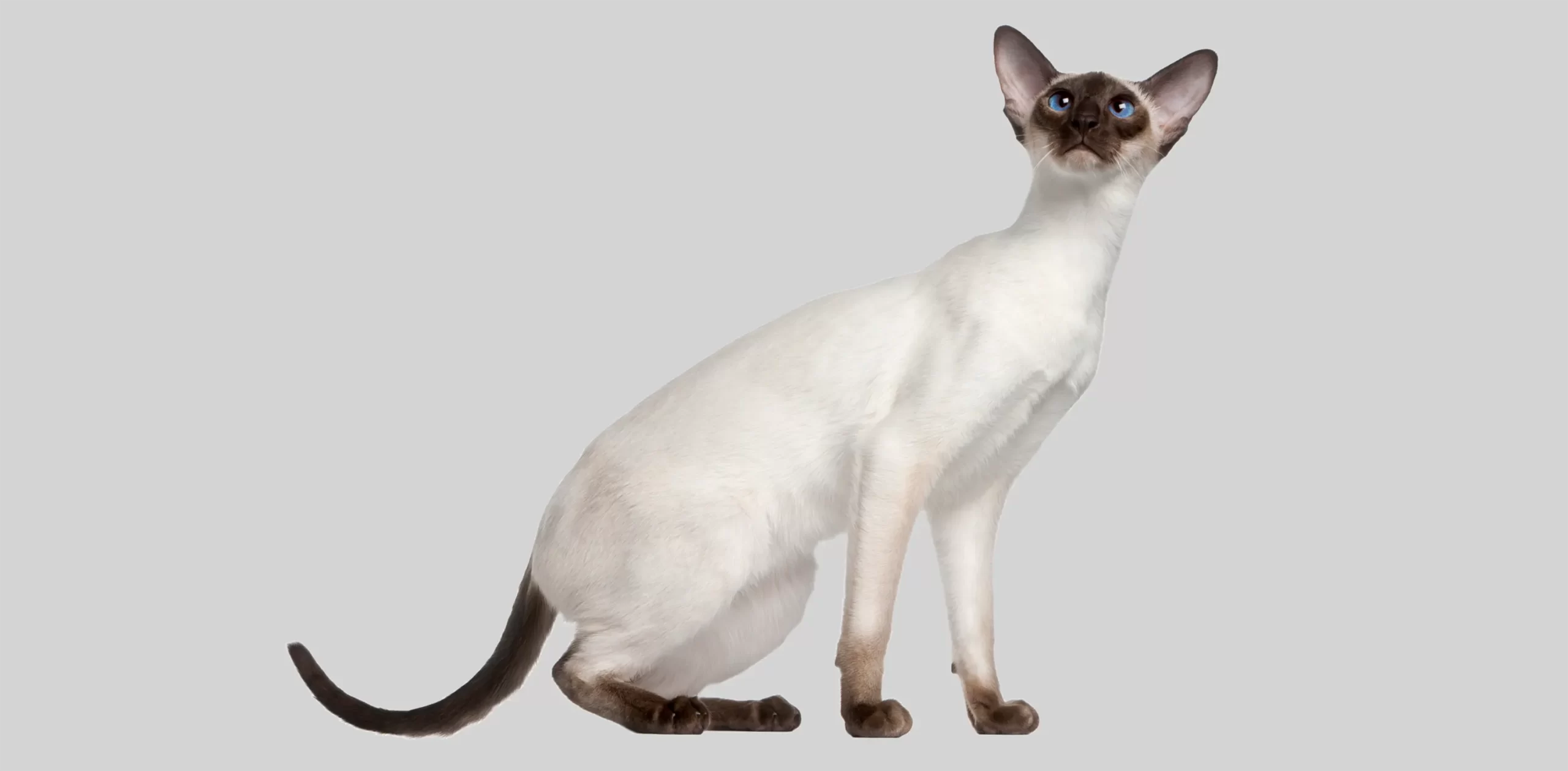 Siamese cat breed