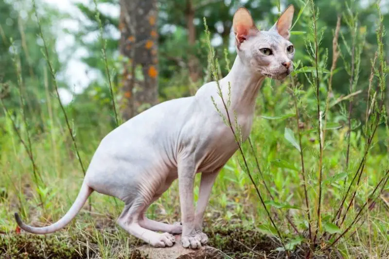 Sphynx cat with big ears