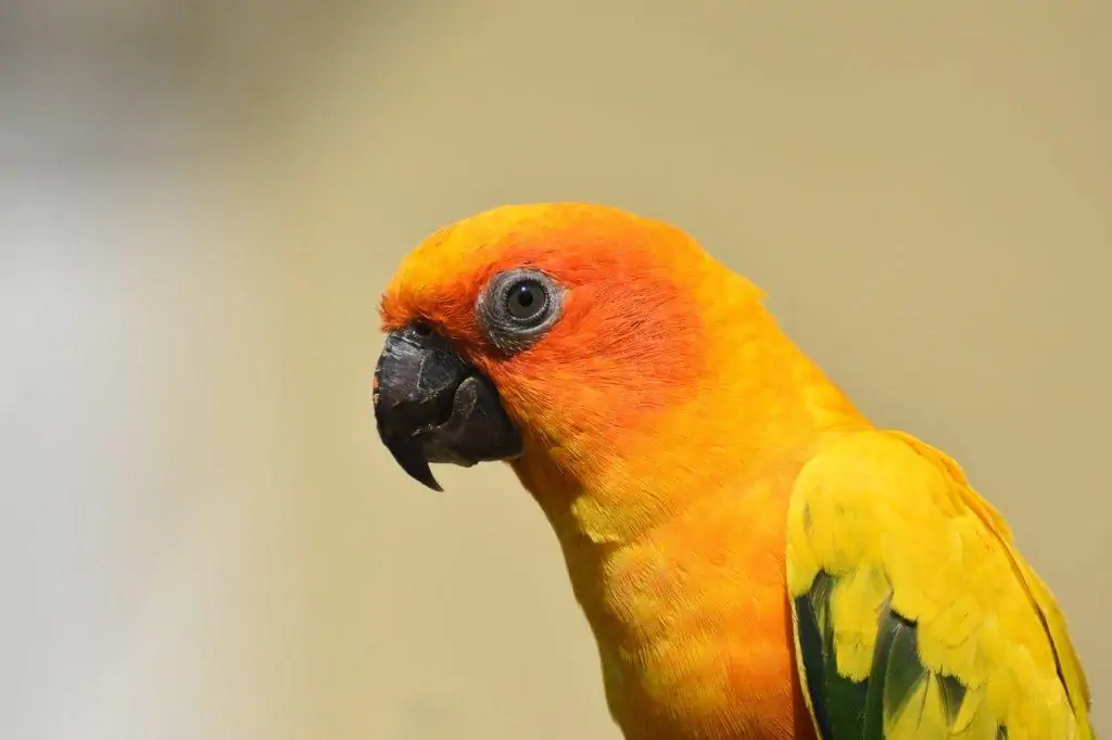 Sun Conure