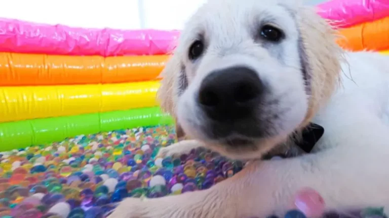 What Happens if a Dog Eats Orbeez? A Comprehensive Guide