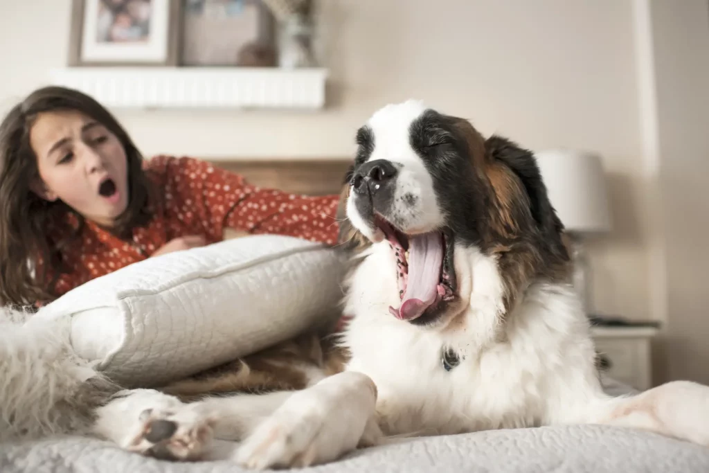 Why Do Dogs Yawn When You Pet Them