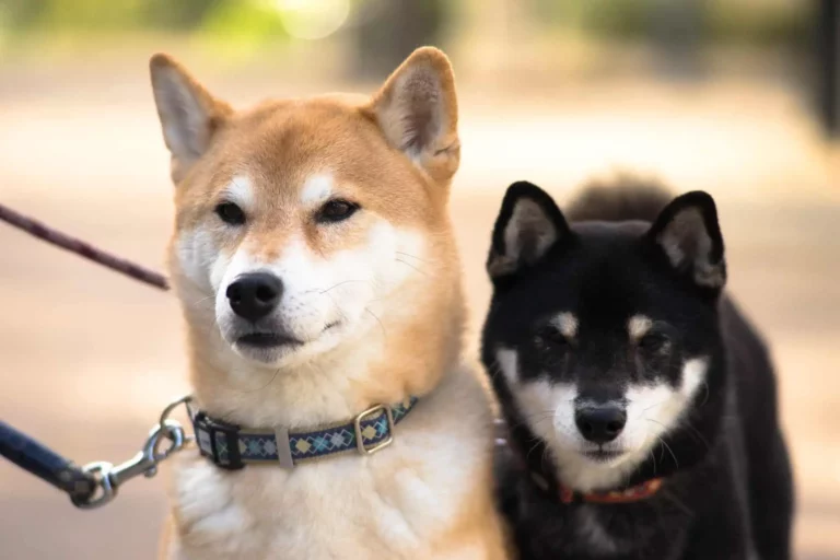 The Unique and Fascinating Breeds of Dogs from Japan (6 Breeds!)