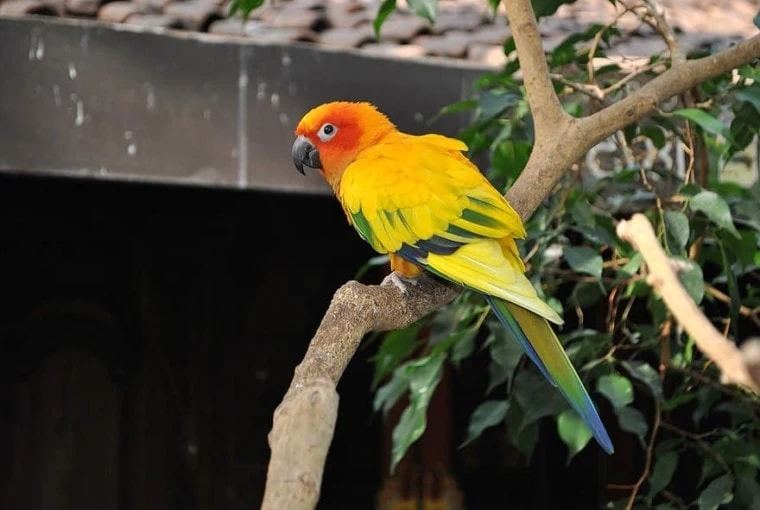5 Popular Types of Conure Birds 🦜