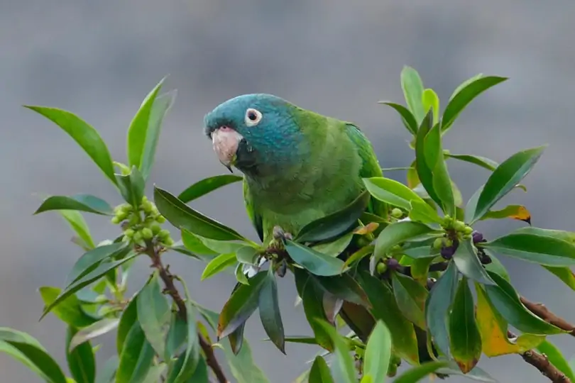 Blue Crowned Conure