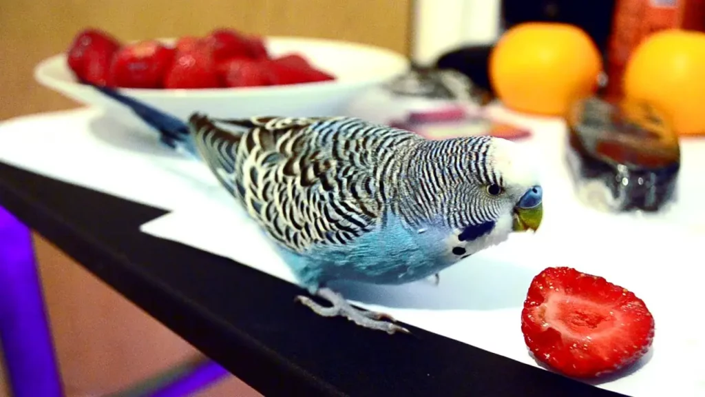 Can Birds Eat Strawberries