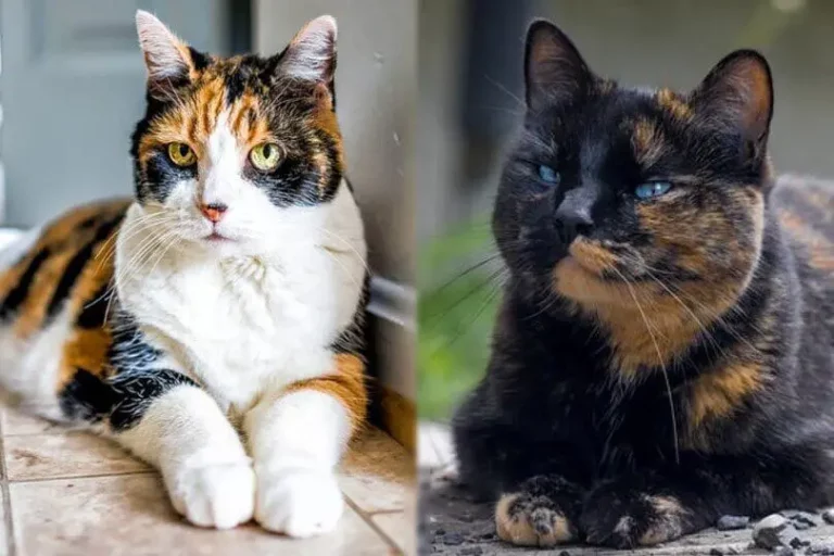 Are All Calico and Tortoiseshell Cats Female? 🐱