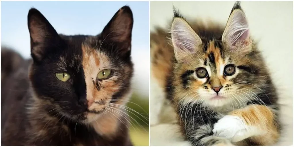 Are All Calico and Tortoiseshell Cats Female