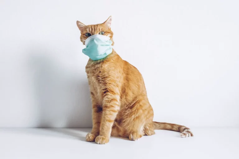 Can Cats Catch a Human Cold? Debunking the Myth