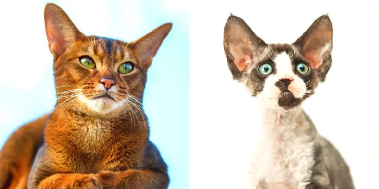 8 Breeds of Cats with Big Ears You Need to Know About
