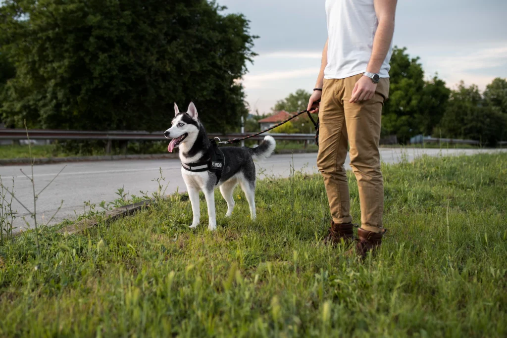 walking dog after cutting quick