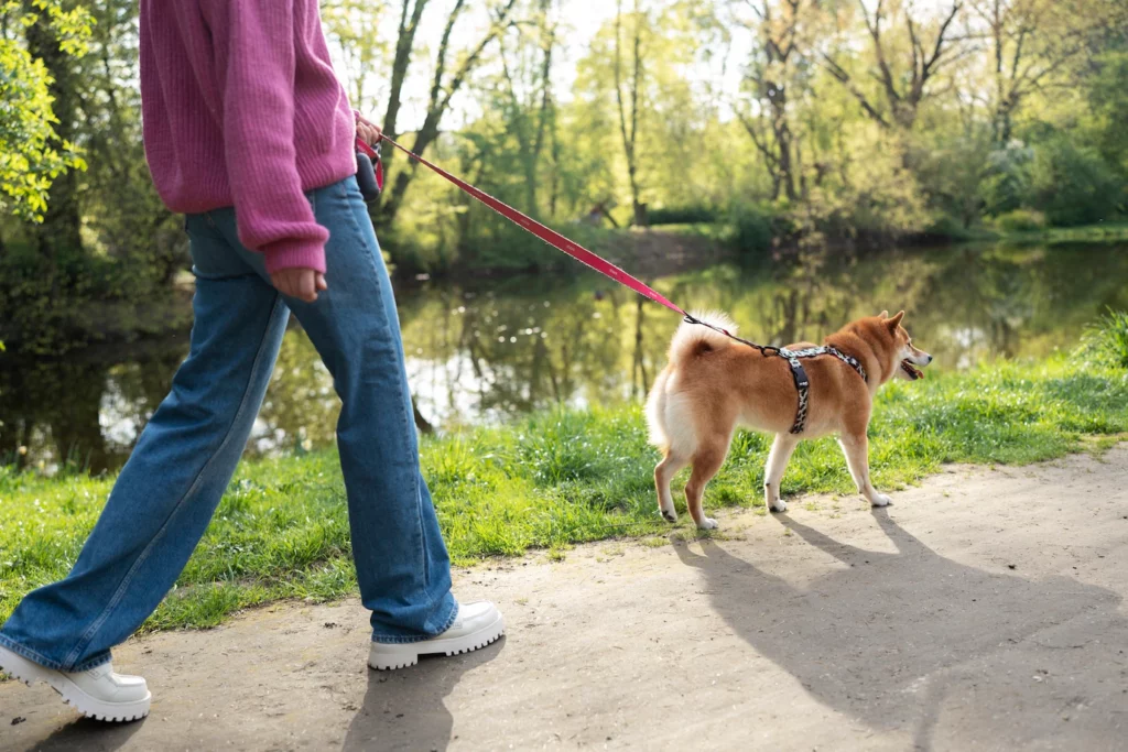 Can I Walk My Dog After Cutting the Quick