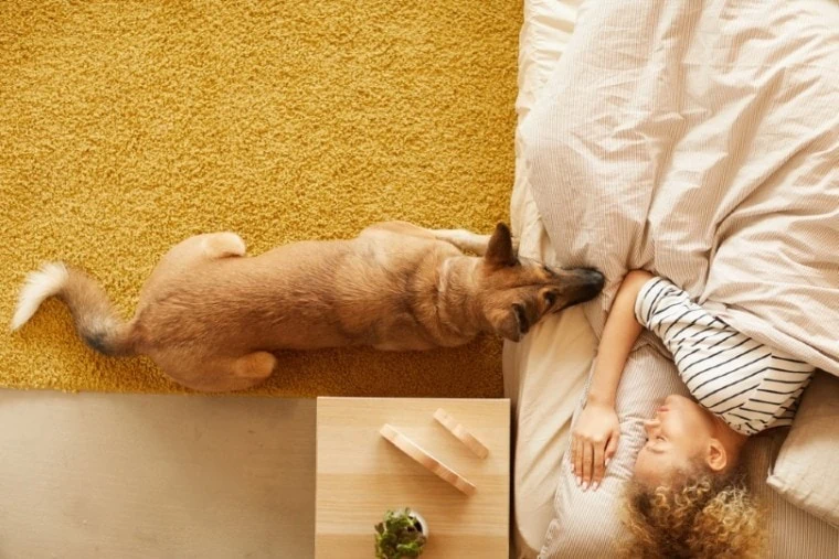 Why Does My Dog Stare at Me When I Sleep? 9 Likely Reasons