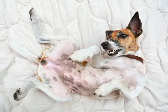 Jack Russell Terrier with bald belly