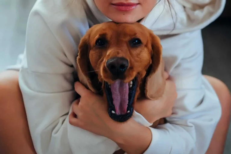 Why Do Dogs Yawn When You Pet Them: 4 Possible Reasons