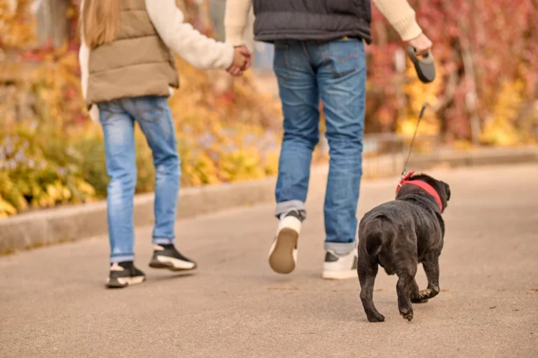 Can I Walk My Dog After Cutting the Quick?