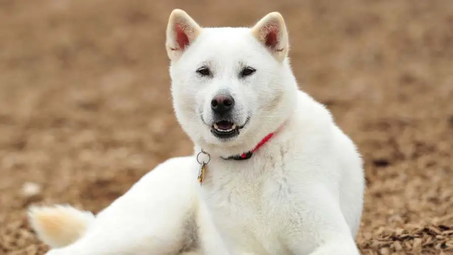 The Rare and Elegant Kishu Ken