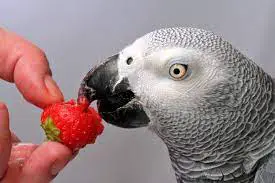 Parrot eating strawberry
