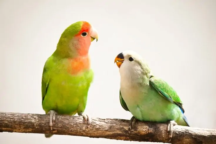 Peach faces lovebirds